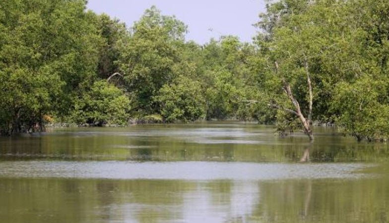 Sundarbans Mangrove Forest, Khulna & Satkhira Districts, Bangladesh